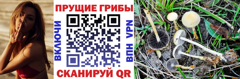 Псилоцибиновые грибы Cubensis  Мичуринск 